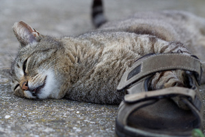 By: Domenico Salvagnin